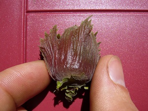 corylus americana var.purpurea (noisetier pourpre)